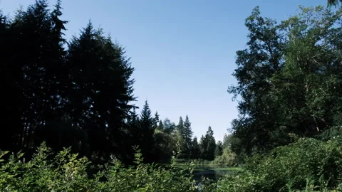 View of Pretty Pond then Dropping Down Behind Shoreline Vegetation 7/21/22 4K Stock Footage 202141222