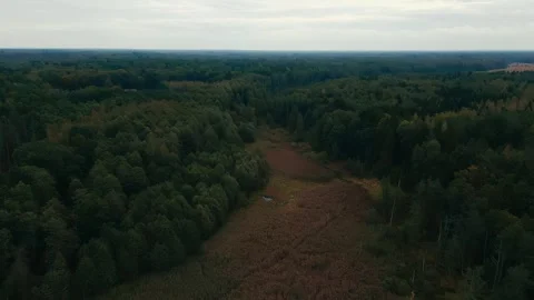 View of primary forest Stock Footage 260630226