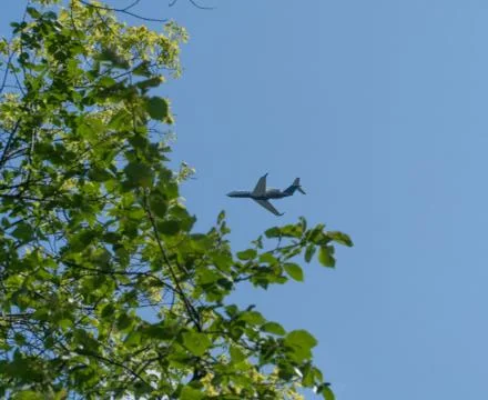 View of private luxury jet airplane flying overhead past tree greenery branch Фото