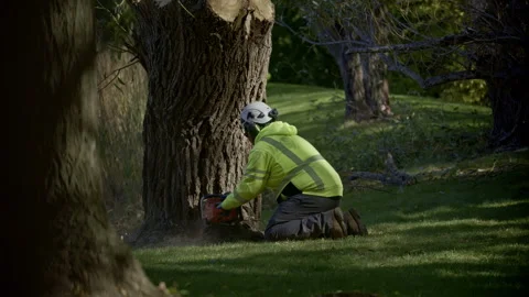 View of professional tree cutting services. Worker cutting tree with a chainsaw Stock Footage 321242343