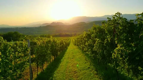 View of the Prosecco hills by drone Stock Footage 249928743