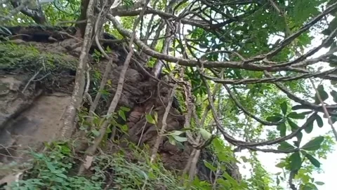 The view of the pule tree with its spreading roots strengthening the soil. Stock Footage 326867073