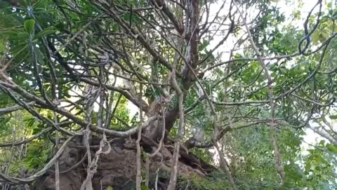 View of a pule tree trunk with long roots spreading to the ground. Stock Footage 326866898