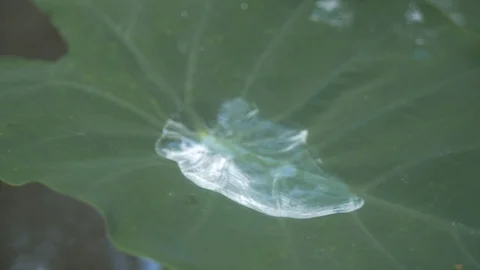 View of pure water on a leaf Stock Footage 109196371