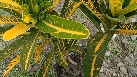 View of the puring flower Stock Footage 237325314