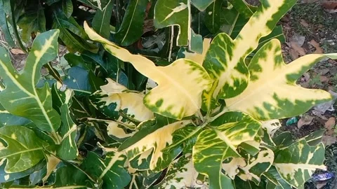 View of the puring flower Stock Footage 237811319