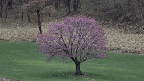 View of a purple flowering tree in a field in Hokkaido, Japan. Stock-Footage 343679075