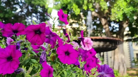 View of purple flowers Stock Footage 234846099
