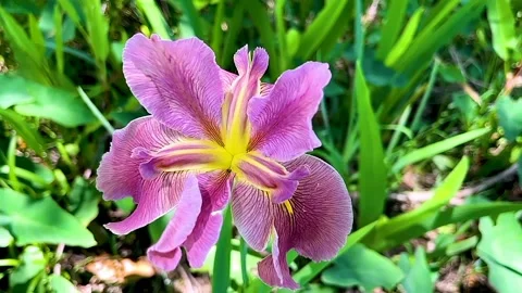 View of purple flowers Stock Footage 234846110