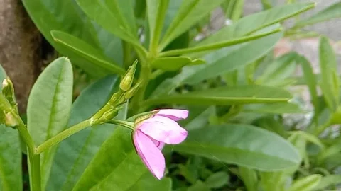 View of purple flowers Stock Footage 237454694