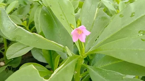 View of purple flowers Stock Footage 237494223