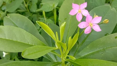 View of purple flowers Stock Footage 237494235