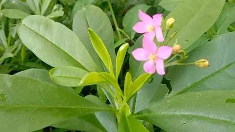 View of purple flowers Stock Footage 237494249