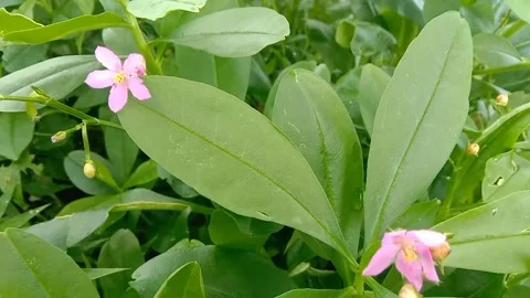 View of purple flowers Stock Footage 237494291