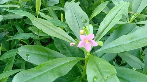 View of purple flowers Stock Footage 237494319