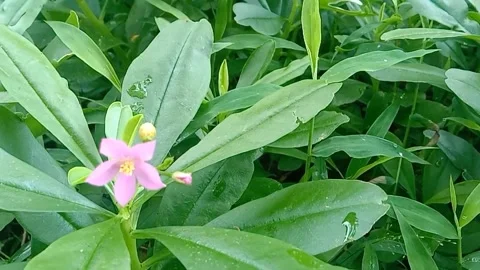 View of purple flowers Stock Footage 237494328