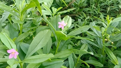 View of purple flowers Stock Footage 237494329
