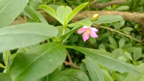 View of purple flowers Stock Footage 237494353