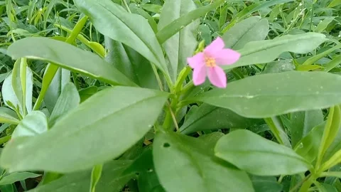 View of purple flowers Stock Footage 237494365