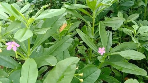 View of purple flowers Stock Footage 237494367