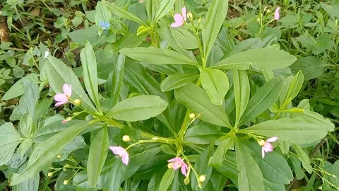 View of purple flowers Stock Footage 237494377