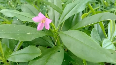 View of purple flowers Video stock 237494380