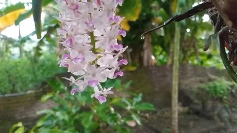 View of purple orchids growing on tree trunks. Stock Footage 327292421