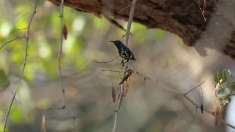 View of a purple sunbird perched on a thin tree branch, India. Vídeos de archivo 335608390