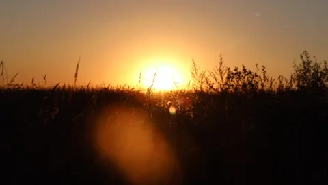 A view of a purple sunset in the sunlight through the grasses in a field in the  Stock Footage 284752568