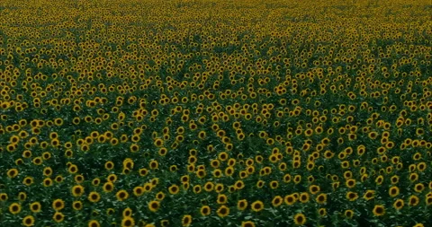 View from the quadrocopter, a huge field of blooming sunflowers. Yellow Stock-Footage 159564864