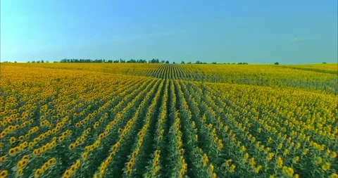 View from a quadrocopter, a large field of flowering sunflowers. Rural road Stock Footage 160501025