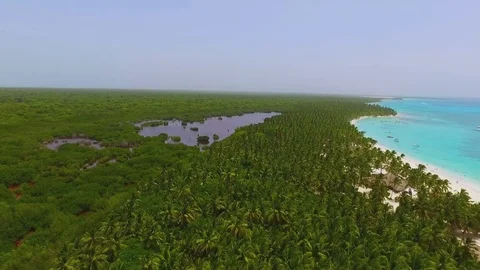 View from quadrocopters a huge palm forest and the coast with white sand Stock Footage 71785741
