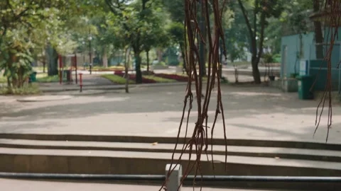 View of a quiet public park with hanging roots of a banyan tree in the foregroun Video stock 343375403