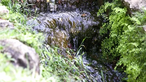 View of a quiet stream surrounded by green trees Stock Footage 338384437
