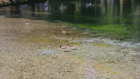 View of a quiet stream surrounded by green trees Vidéo 338384438
