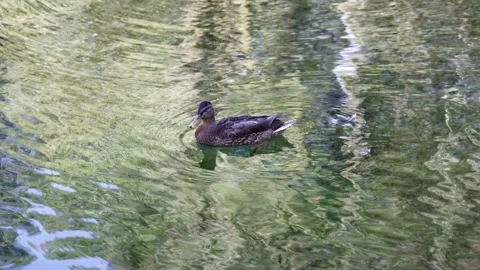 View of a quiet stream surrounded by green trees Vídeo Stock 338384439