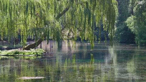 View of a quiet stream surrounded by green trees Stockbeeldmateriaal 338384441