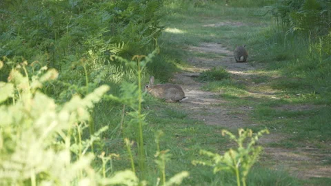 A view of rabbits on a footpath trail. Stock Footage 131861002