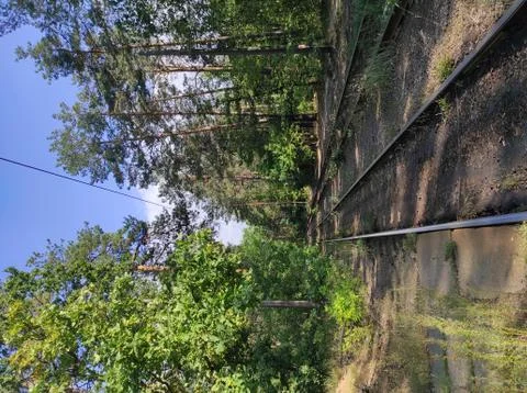 A view of the railroad in the forest Foto stock