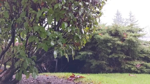 View of rain drops dripping off a lush, green bush Stock Footage 122218831