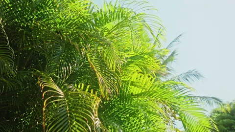 View on rain drops into palm tree leaf, Slow motion 4K summer background footage Video stock 157282697