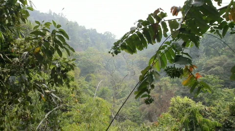 View of Rain Forest Valley Stock Footage 664272
