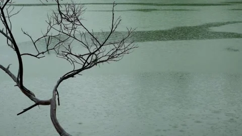 View of rainy lake with dry branches Stock Footage 307437327