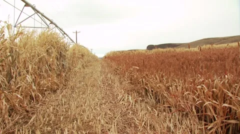 View of ranch in Arlington Video stock 54593616