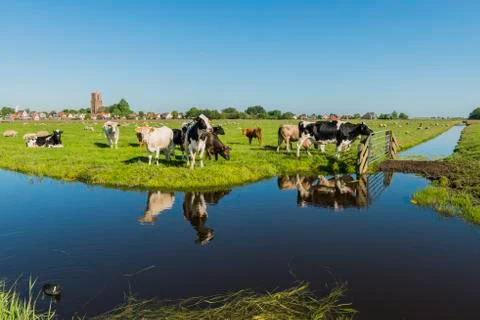 View on Ransdorp with Cows Stock Photos