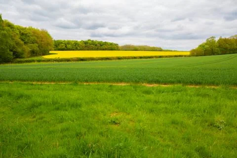 View of rape seed Fields, Country Stock Photos