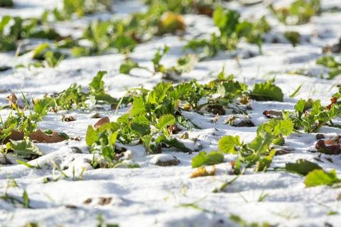 A view of the rapeseed covered with snow Stock Photos