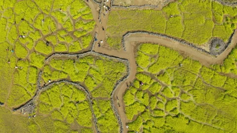 A view of the rapeseed flower fields in Jeju Island. Stock Footage 308609557