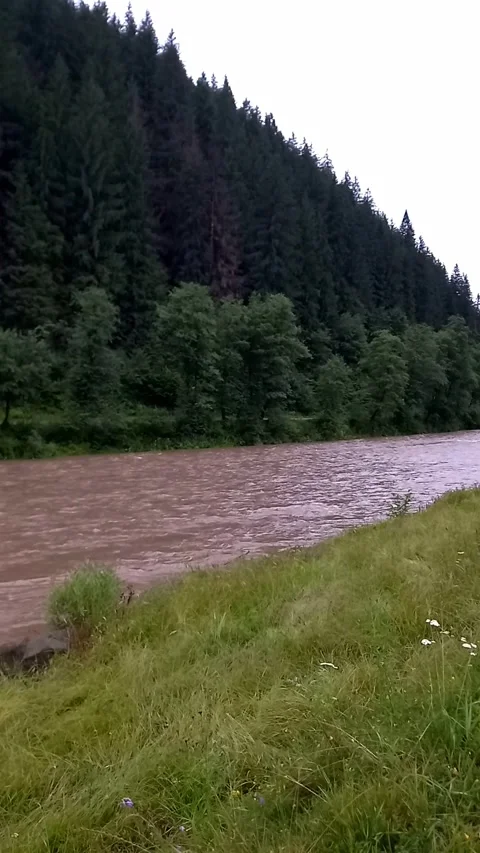View of rapidly flowing water of Cheremosh mountain river during rain in summer. Video stock 280322917