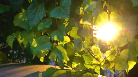 View of the rays of light through the leafs close up Stock Footage 94391045